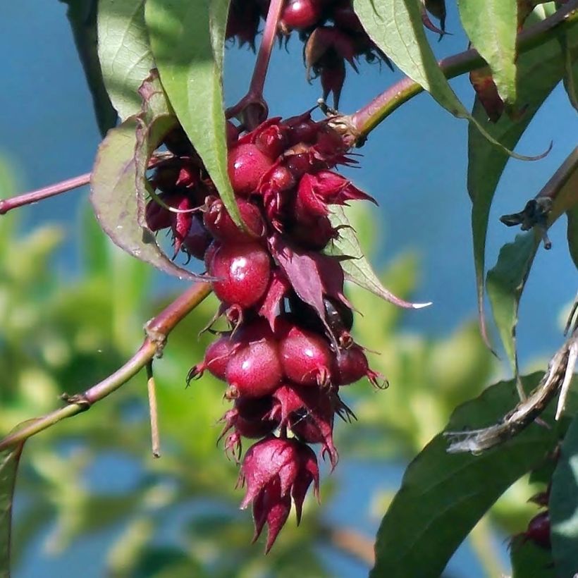 Leycesteria formosa - Fazantenbes (Oogst)