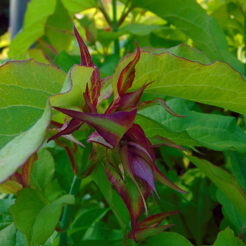 Leycesteria formosa Golden Lanterns - Fazantenbes (Bloei)