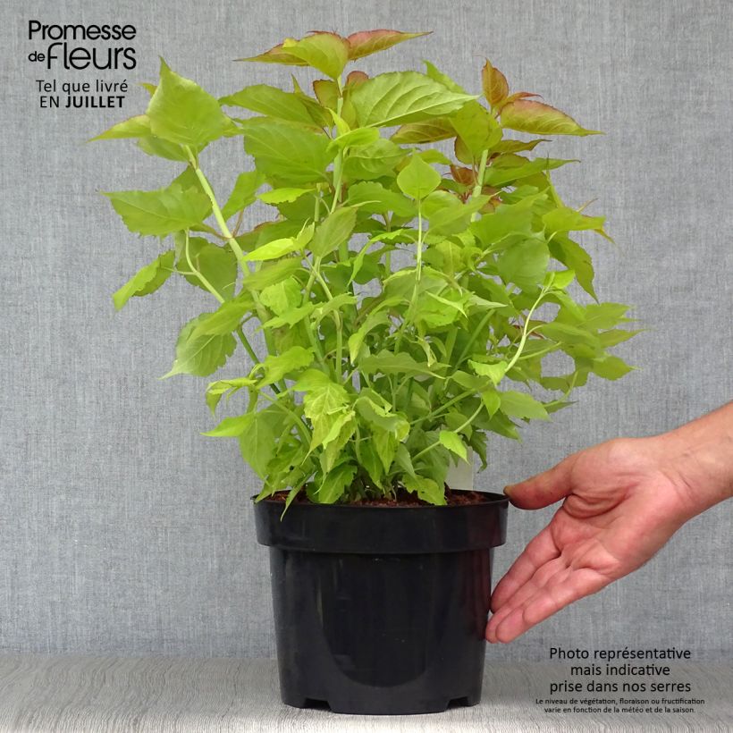 Exemplaar van Leycesteria formosa Golden Lanterns - Fazantenbes Pot van 2 l/3 l zoals geleverd in de zomer