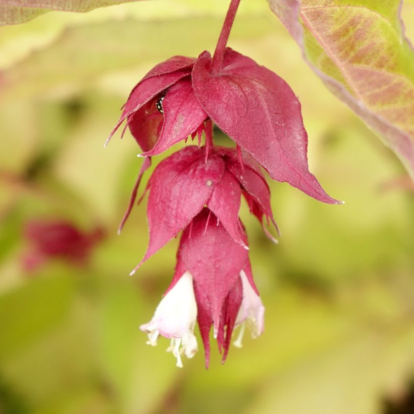 Leycesteria formosa Golden Lanterns - Fazantenbes (Bloei)