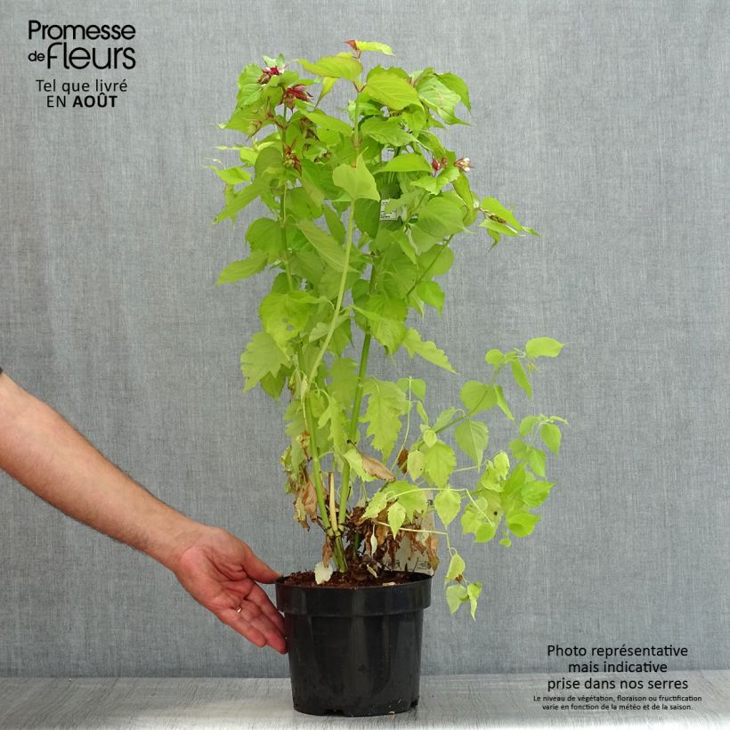 Exemplaar van Leycesteria formosa Little Lanterns - Fazantenbes Pot van 3 l/4 l zoals geleverd in de zomer
