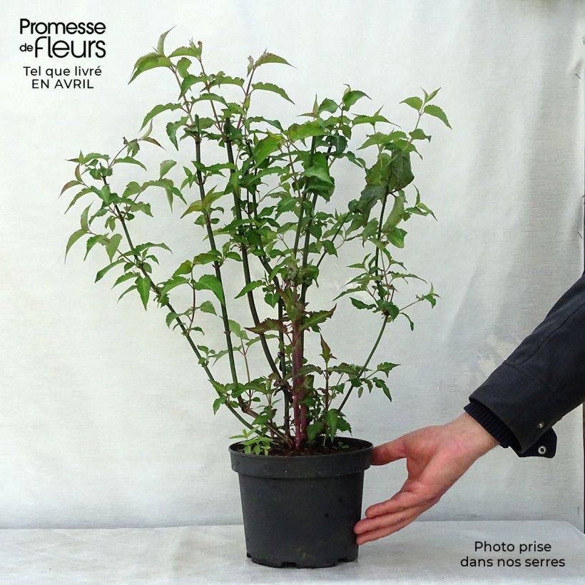 Example of Leycesteria formosa Purple Rain - Fazantenbes Pot van 2 l/3 l as you get in printemps