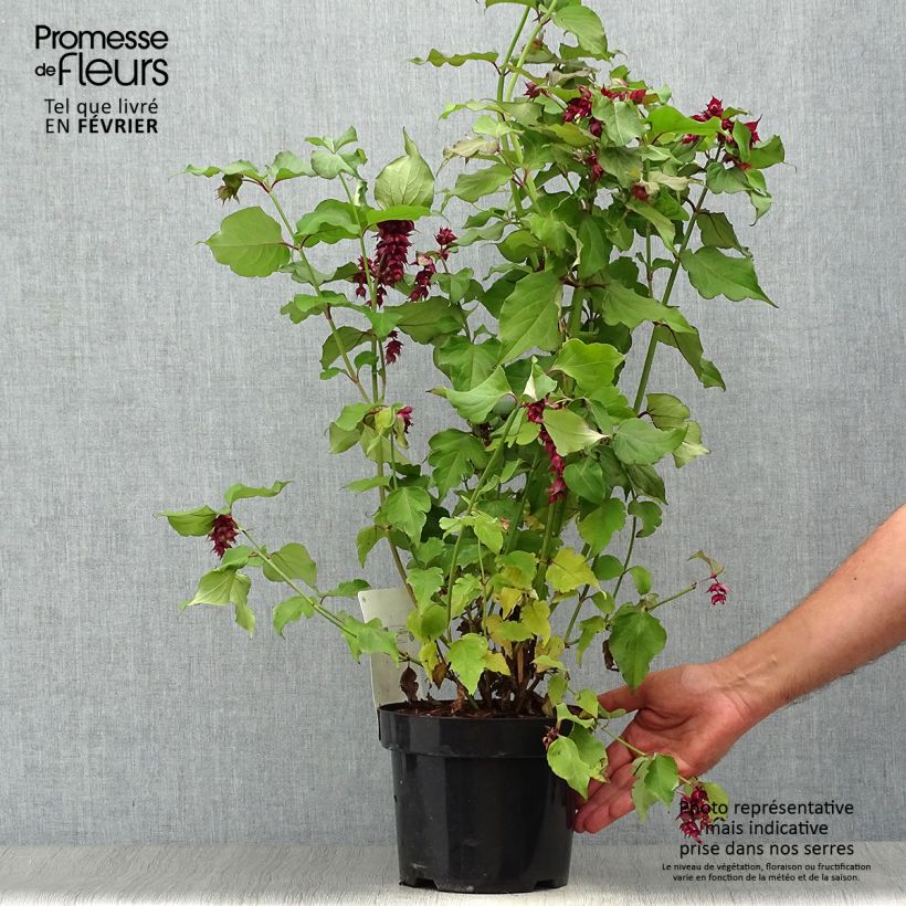 Exemplaar van Leycesteria formosa Purple Rain - Fazantenbes Pot van 2 l/3 l zoals geleverd in de herfst
