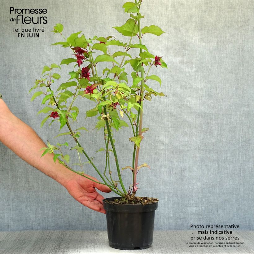 Exemplaar van Leycesteria formosa Purple Rain - Fazantenbes Pot van 2 l/3 l zoals geleverd in de zomer