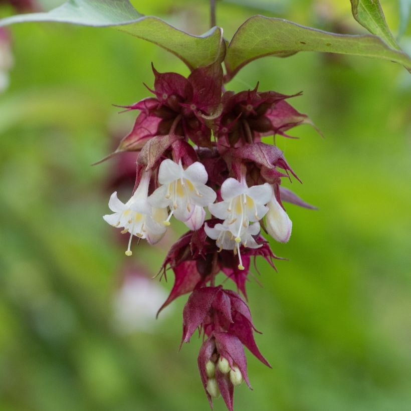 Leycesteria formosa (zaad) - Fazantenbes (Bloei)