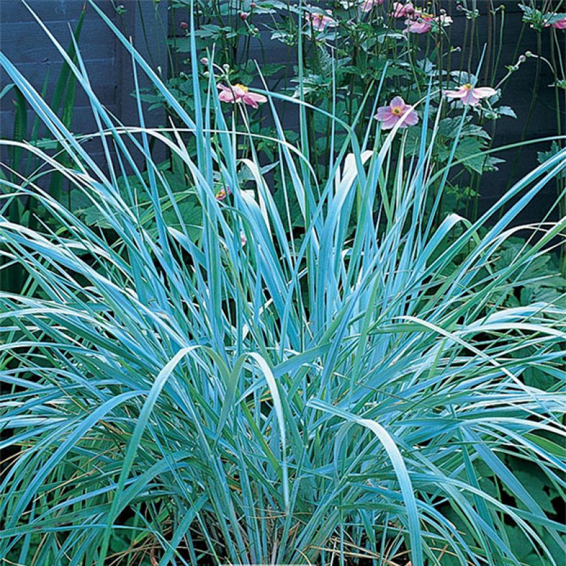 Leymus arenarius - Zandhaver (Groeiplaats)