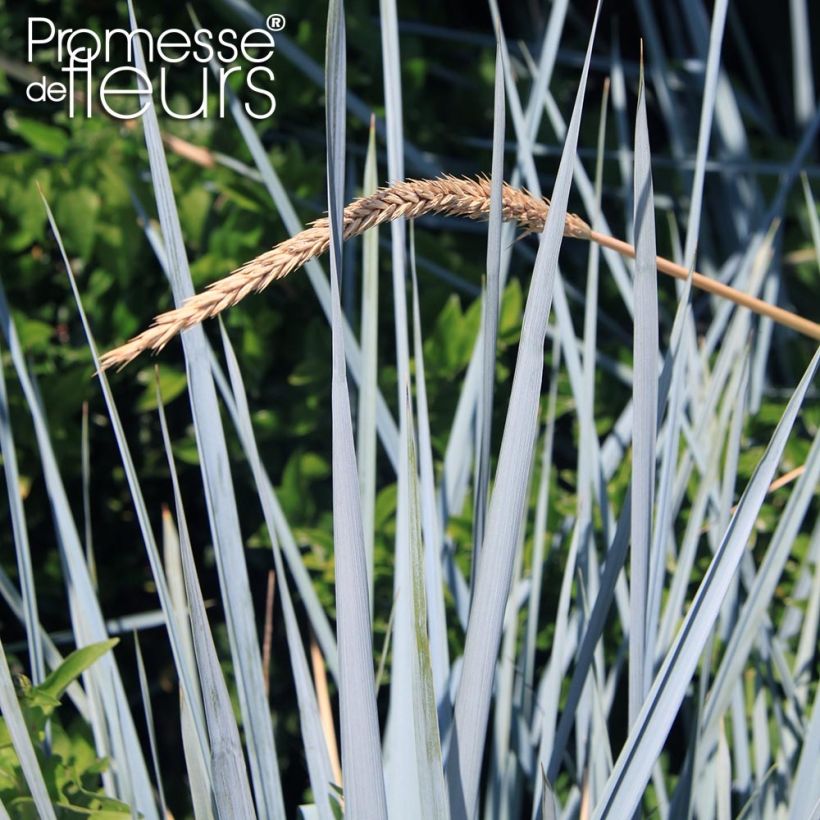 Leymus arenarius Blue Dune - Zandhaver (Blad)