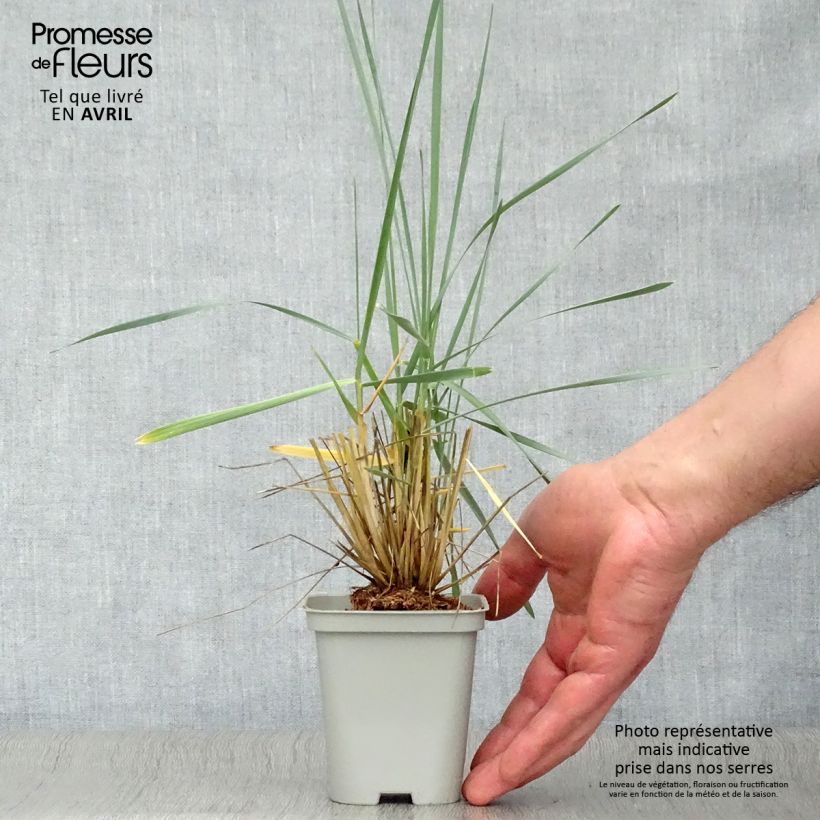 Exemplaar van Leymus arenarius - Zandhaver Kweekpotje van 8/9 cm zoals geleverd in de lente