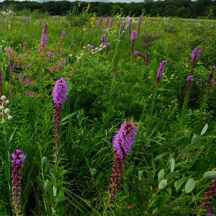 Liatris pycnostachya - Prachtschaarde (Bloei)