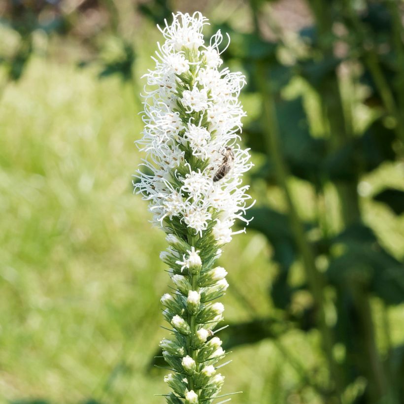 Liatris spicata Floristan White - Knopige slangenwortel (Bloei)