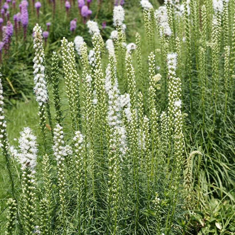 Liatris spicata Floristan White - Knopige slangenwortel (Groeiplaats)