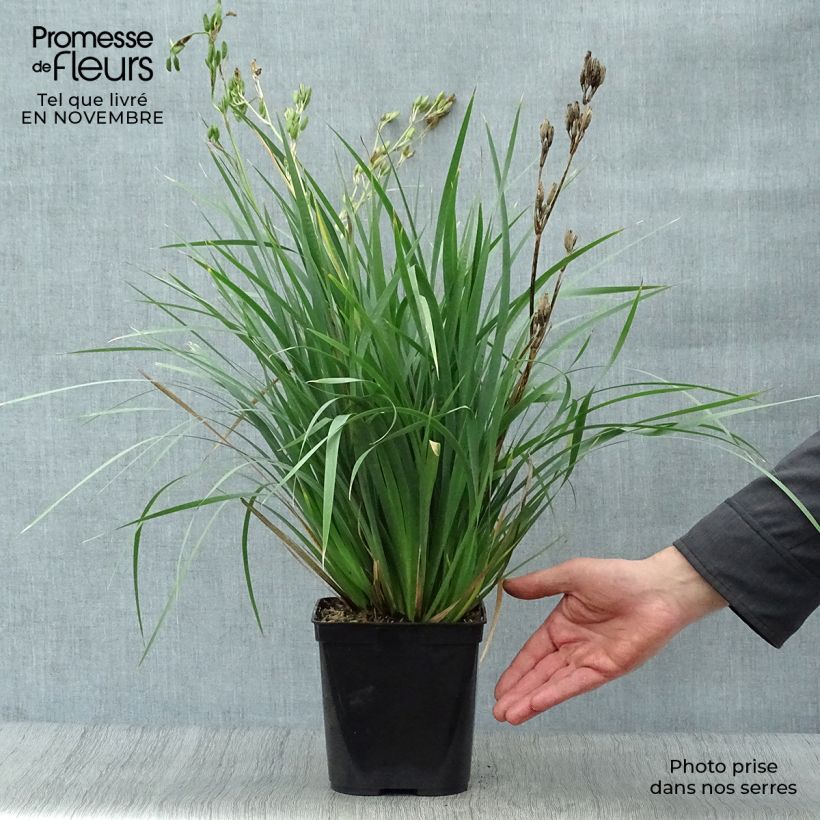 Exemplaar van Libertia sessiliflora Caerulescens - Chileense iris Pot van 2 l/3 l zoals geleverd in de herfst