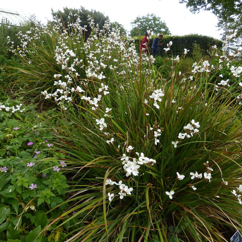 Libertia formosa - Chileense iris (Groeiplaats)