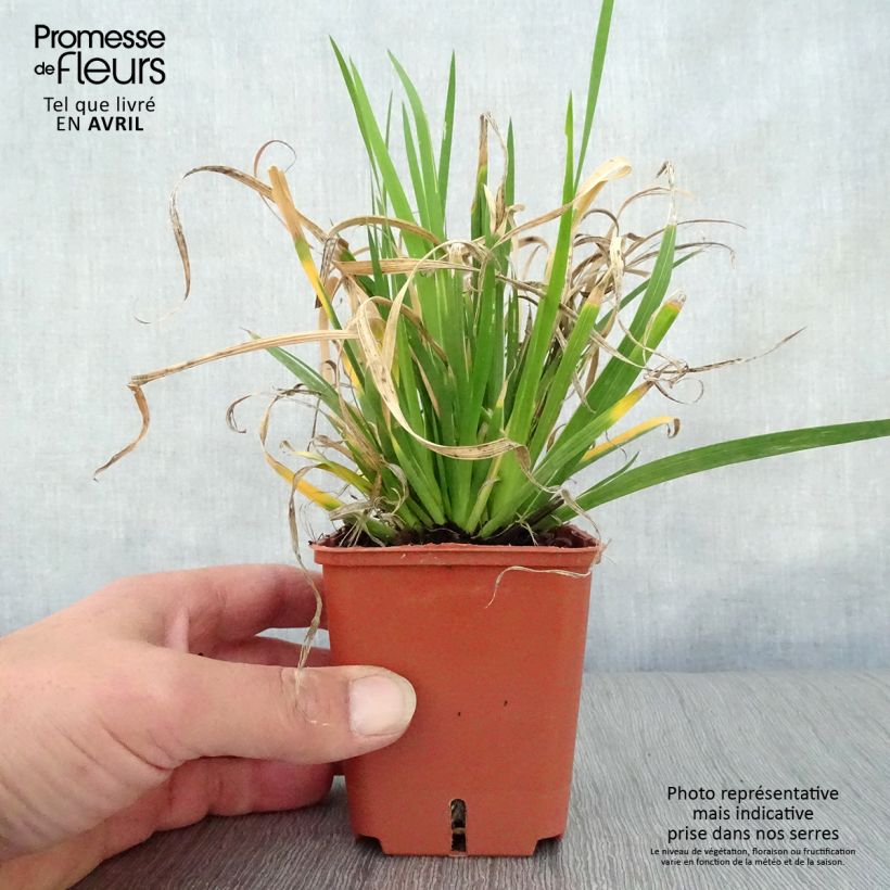 Exemplaar van Libertia grandiflora - Nieuw-Zeelandse iris Kweekpotje van 8/9 cm zoals geleverd in de lente