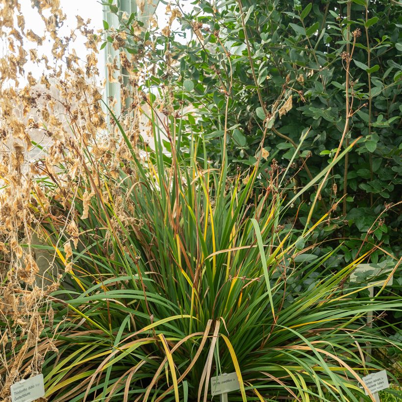Libertia grandiflora - Nieuw-Zeelandse iris (Groeiplaats)