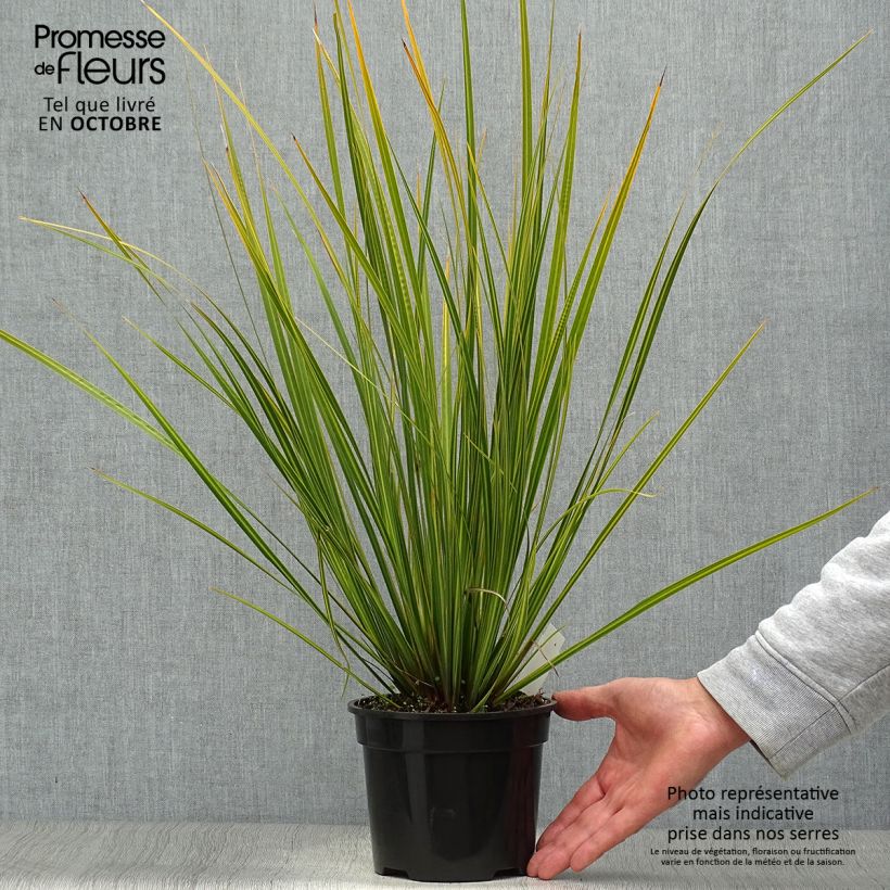 Exemplaar van Libertia ixioides Goldfinger - Nieuw-Zeelandse iris Pot van 2 l/3 l zoals geleverd in de herfst