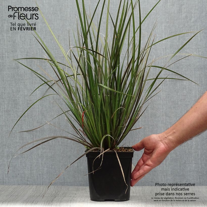 Exemplaar van Libertia ixioides Taupo Sunset - Nieuw-Zeelandse iris Pot van 2 l/3 l zoals geleverd in de herfst