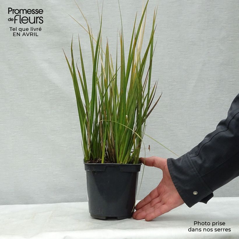 Exemplaar van Libertia peregrinans - Nieuw-Zeelandse iris Pot van 2 l/3 l zoals geleverd in de lente