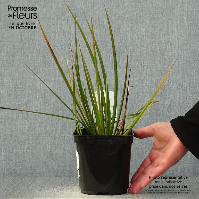 Exemplaar van Libertia peregrinans - Nieuw-Zeelandse iris Pot van 2 l/3 l zoals geleverd in de herfst