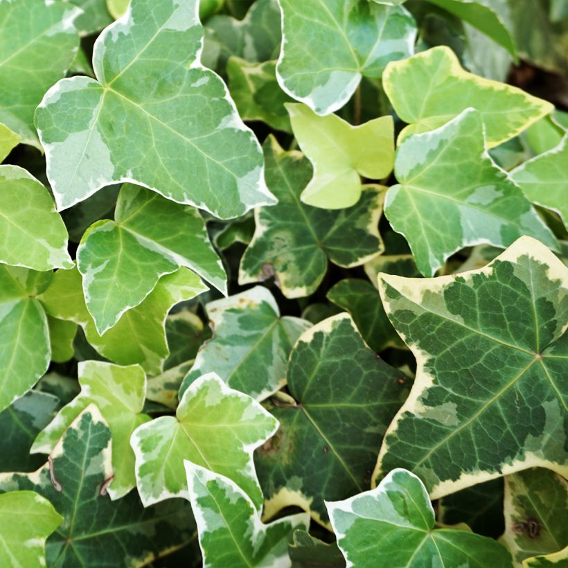 Hedera Eva - Klimop (Foliage)