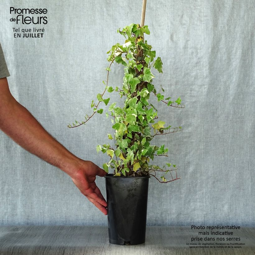 Exemplaar van Hedera Glacier - Klimop Pot van 2 l/3 l zoals geleverd in de zomer