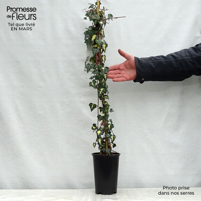 Example of Hedera Goldheart - Klimop Pot van 1,5 l/2 l as you get in printemps