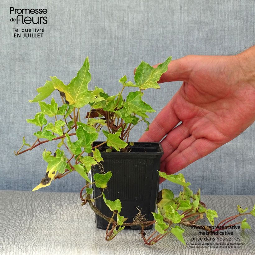 Exemplaar van Hedera Ivalace - Klimop Kweekpotje van 8/9 cm zoals geleverd in de zomer