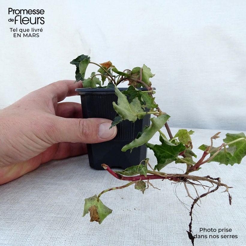 Example of Hedera Ivalace - Klimop Kweekpotje van 8/9 cm as you get in printemps
