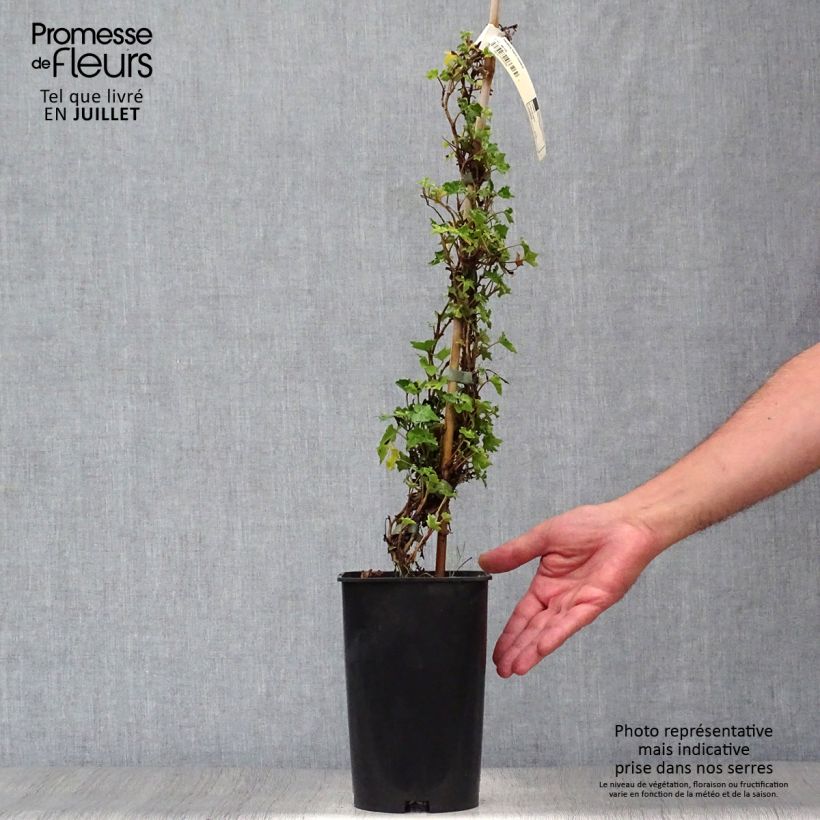 Exemplaar van Hedera Ivalace - Klimop Pot van 2 l/3 l zoals geleverd in de zomer