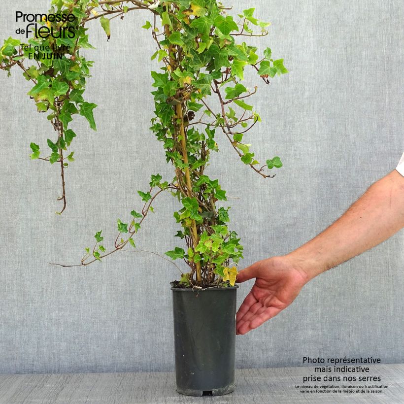 Example of Hedera Ivalace - Klimop Pot van 2 l/3 l as you get in printemps
