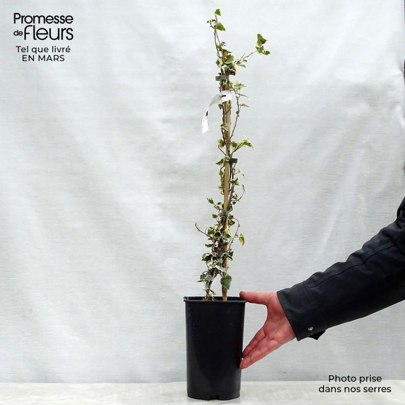 Example of Hedera Marginata Elegantissima - Klimop Pot van 2 l/3 l as you get in printemps