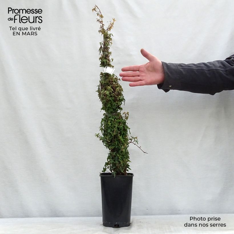 Exemplaar van Hedera Needlepoint - Klimop Pot van 2 l/3 l zoals geleverd in de lente