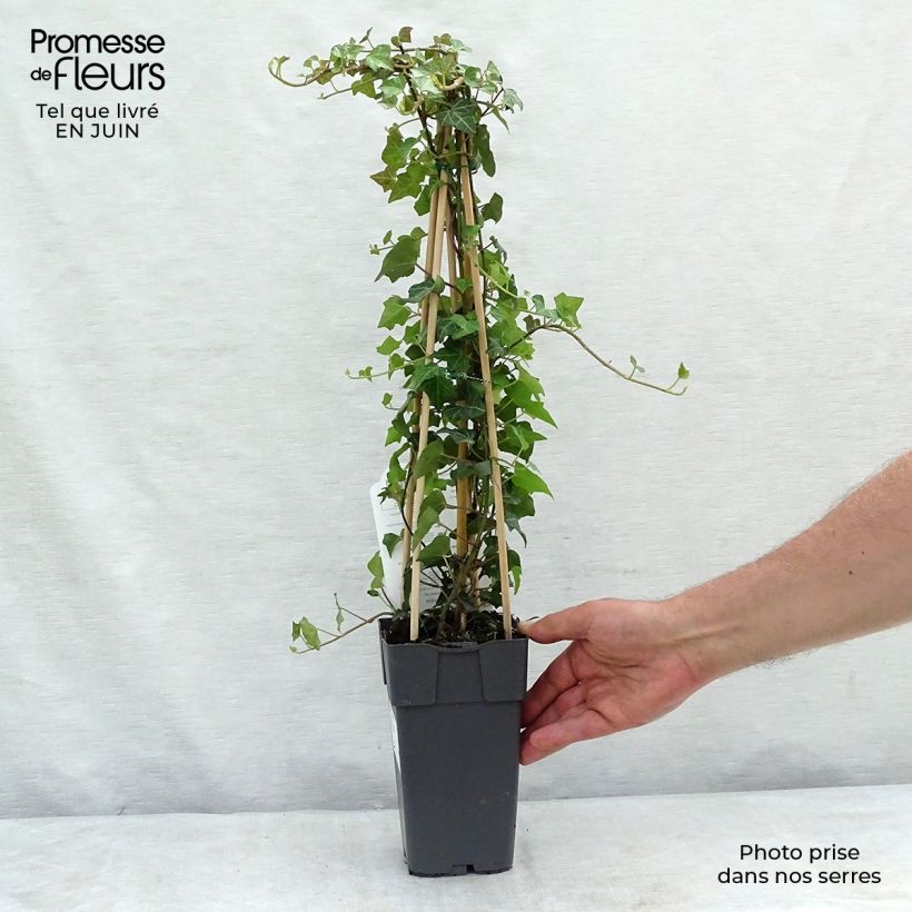 Exemplaar van Hedera helix - Gewone klimop Pot van 2 l/3 l zoals geleverd in de zomer