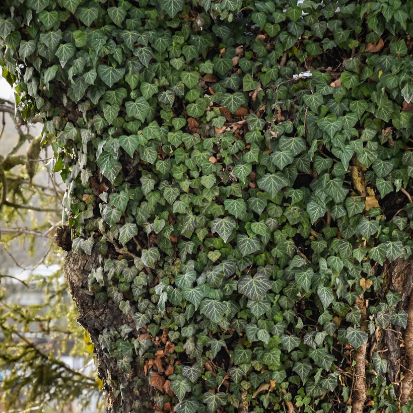 Hedera Woerner - Klimop (Plant habit)