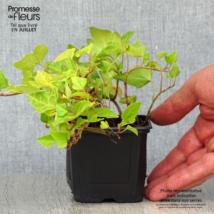 Exemplaar van Hedera helix - Gewone klimop Kweekpotje van 8/9 cm zoals geleverd in de zomer