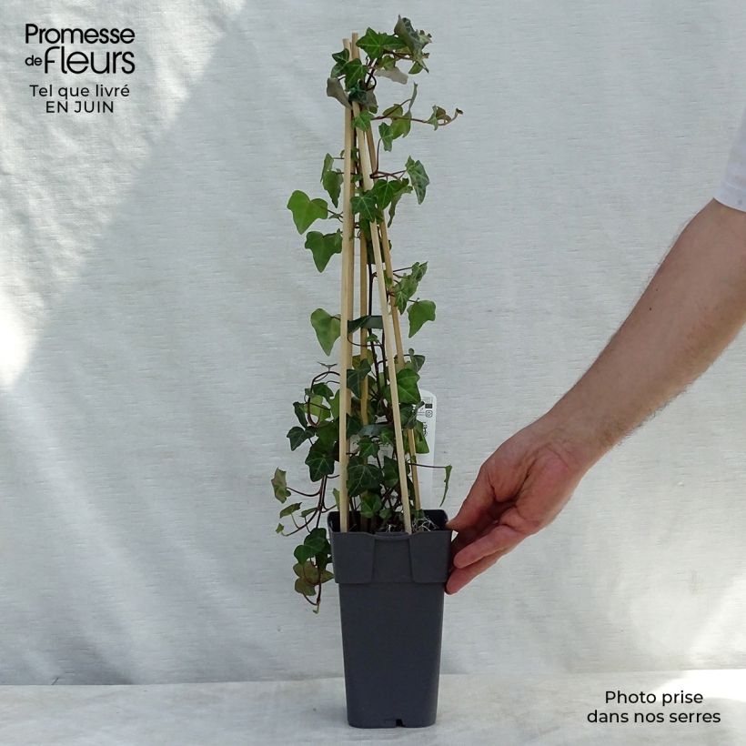 Exemplaar van Hedera helix - Gewone klimop Pot van 1 l/1,5 l zoals geleverd in de zomer