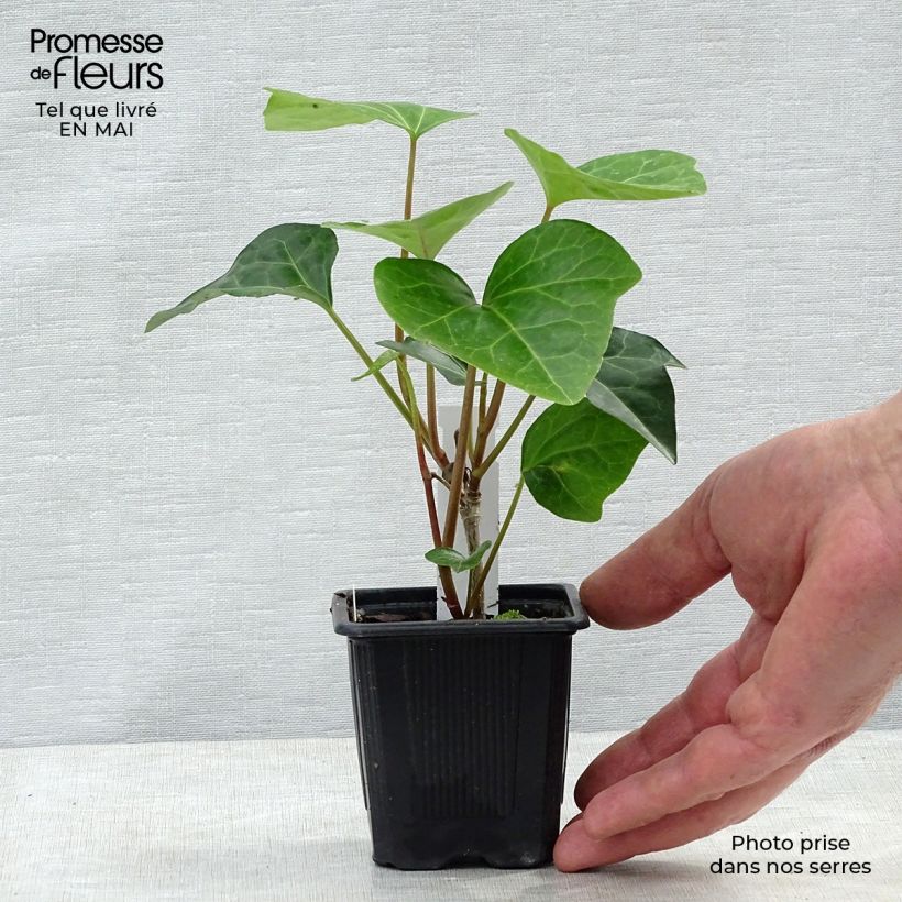 Example of Hedera Algerian Bellecour - Algerijnse klimop Kweekpotje van 7/8 cm as you get in printemps