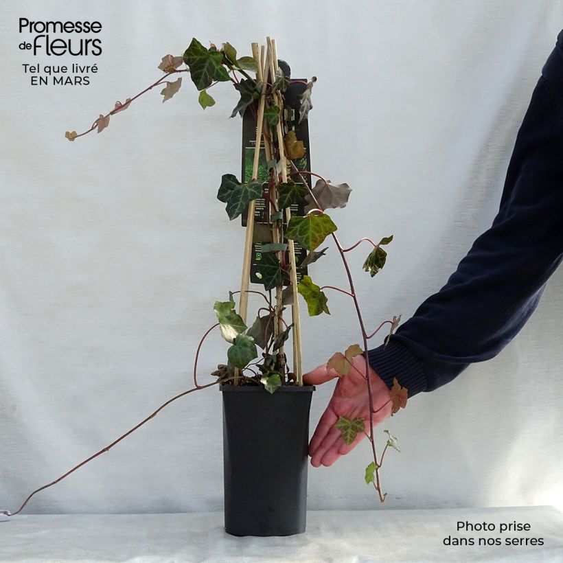 Exemplaar van Hedera hibernica - Ierse klimop Pot van 1 l/1,5 l zoals geleverd in de lente