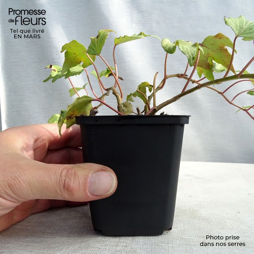 Example of Hedera Green Ripple - Klimop Kweekpotje van 8/9 cm as you get in printemps