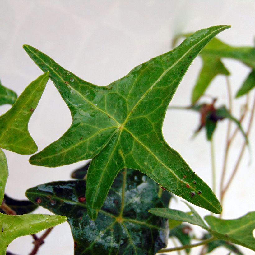 Hedera Sagittifolia - Klimop (Foliage)