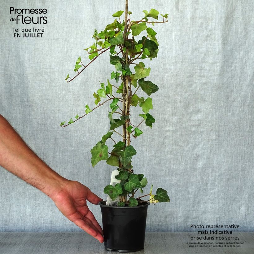 Exemplaar van Hedera hibernica - Ierse klimop Pot van 1 l/1,5 l zoals geleverd in de zomer