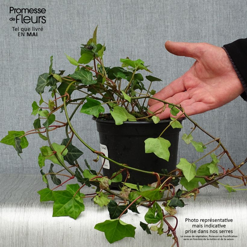 Exemplaar van Hedera hibernica - Ierse klimop Pot van 2 l/3 l zoals geleverd in de lente