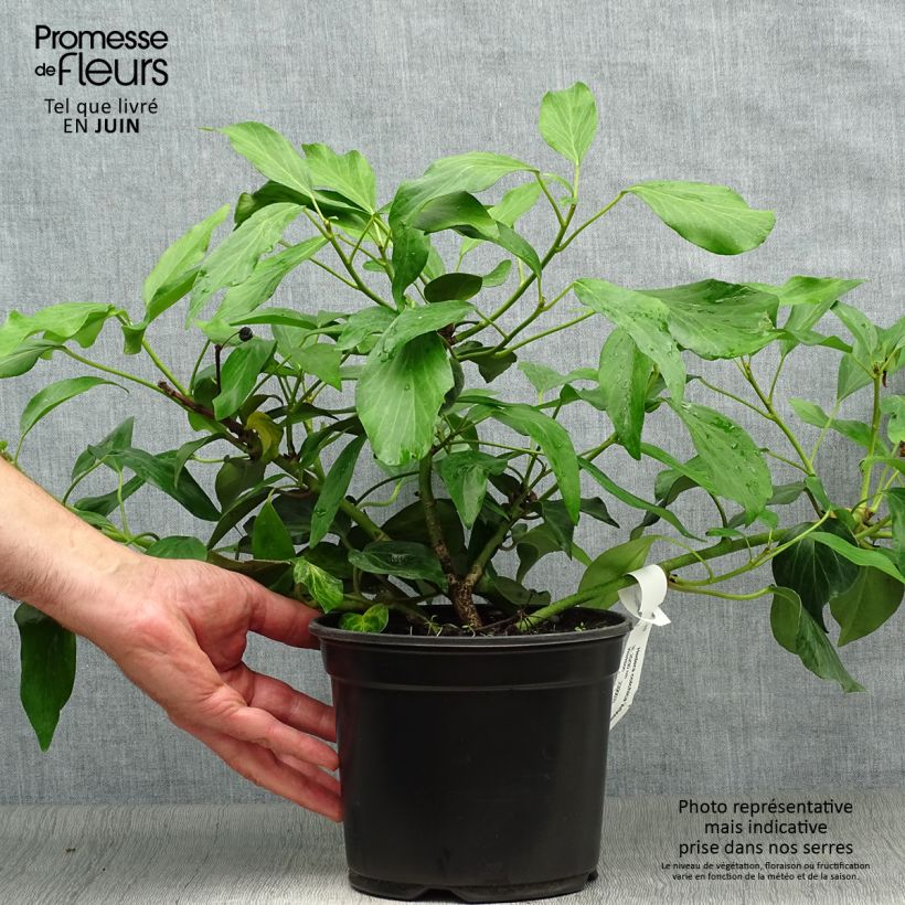 Exemplaar van Hedera colchica Arborescens - Colchische klimop Pot van 2 l/3 l zoals geleverd in de zomer
