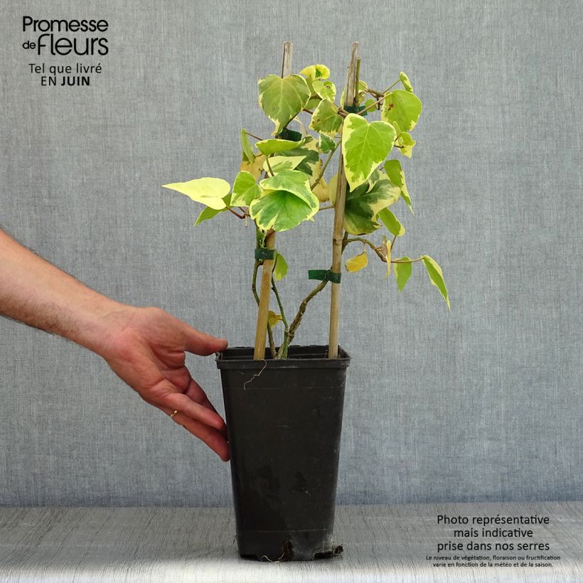 Example of Hedera colchica Dentata Variegata - Colchische klimop Pot van 2 l/3 l as you get in printemps