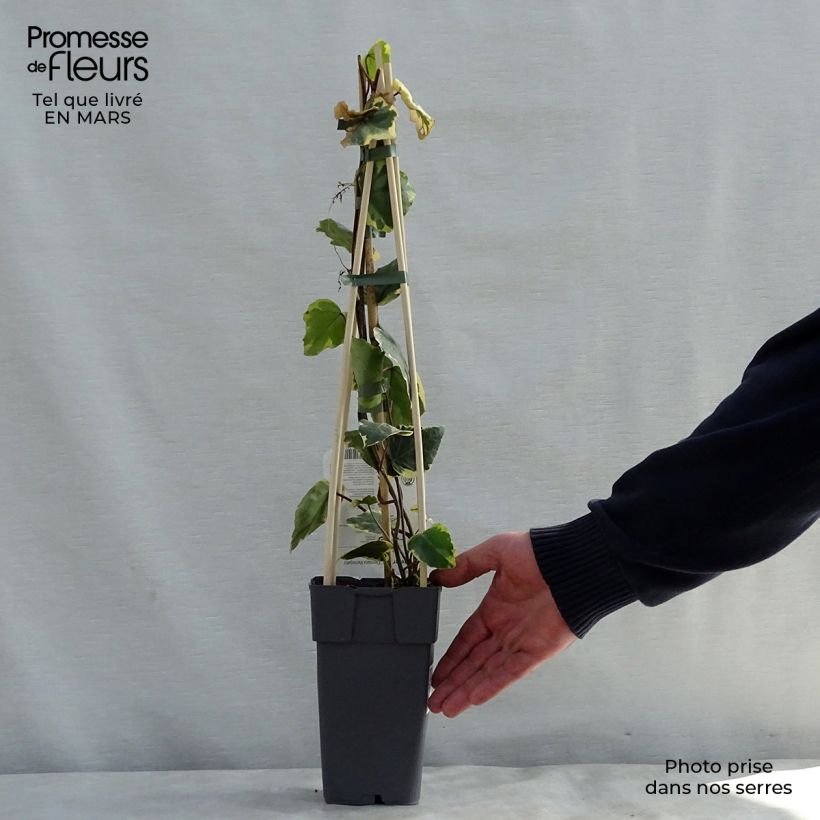 Example of Hedera colchica Dentata Variegata - Colchische klimop Pot van 1 l/1,5 l as you get in printemps