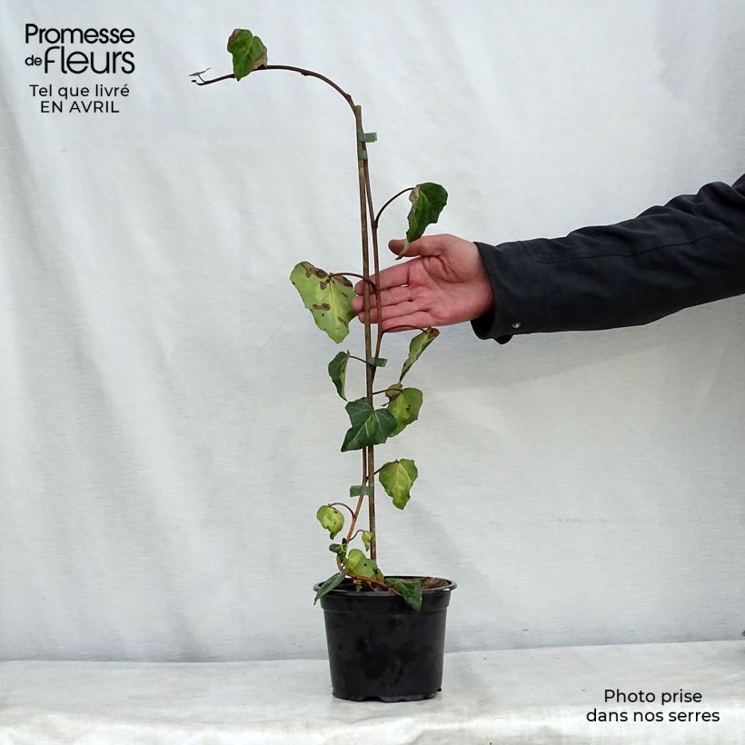 Exemplaar van Hedera colchica Sulphur Heart - Colchische klimop Pot van 1,5 l/2 l zoals geleverd in de lente