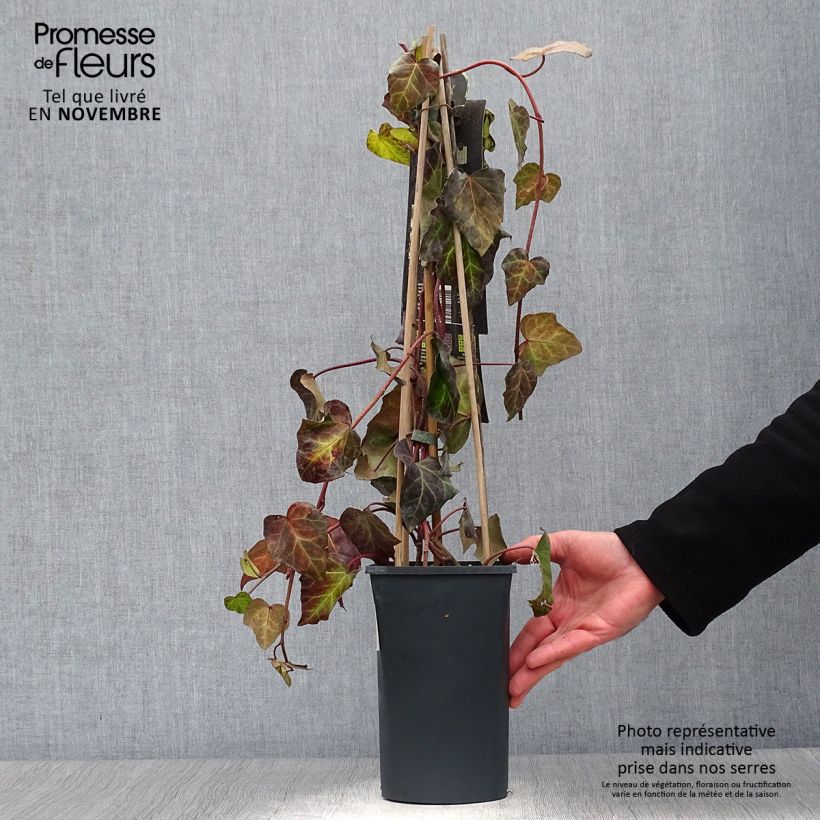 Exemplaar van Hedera colchica Sulphur Heart - Colchische klimop Pot van 1,5 l/2 l zoals geleverd in de herfst