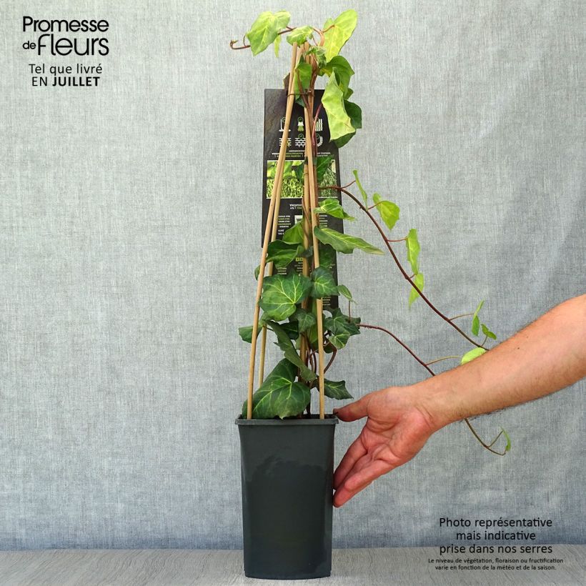 Exemplaar van Hedera colchica Sulphur Heart - Colchische klimop Pot van 1,5 l/2 l zoals geleverd in de zomer