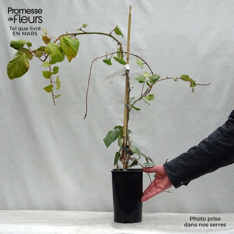 Exemplaar van Hedera colchica - Colchische klimop Pot van 2 l/3 l zoals geleverd in de lente