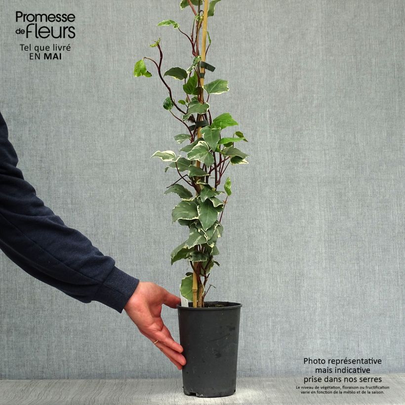 Example of Hedera algeriensis Gloire de Marengo - Algerijnse klimop Pot van 2 l/3 l as you get in printemps